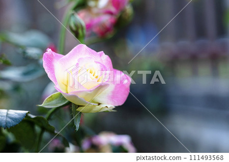 Isolated of yellow rose with pink edges in garden. Gorgeous vibrant Yellow Pink Two Tone Rose In The garden Isolated of yellow rose with pink edges in garden. Gorgeous vibrant Yellow Pink Two Tone Rose In The garden 111493568