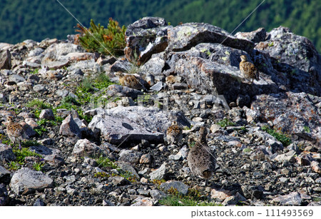 A family of ptarmigans on the summit of Mt. Hijiri in the Southern Alps A family of ptarmigans on the summit of Mt. Hijiri in the Southern Alps 111493569