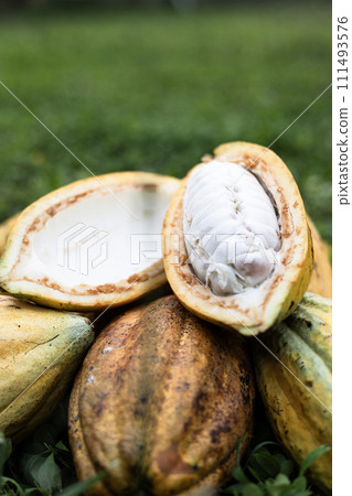 Pile Of cocoa fruits pods lay on grass background on sunny day. Fresh cocoa pod cut exposing cocoa seeds. Pile Of cocoa fruits pods lay on grass background on sunny day. Fresh cocoa pod cut exposing cocoa seeds. 111493576