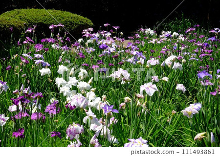 水無月園的鳶尾花 [相模原市下溝市 6 月] 111493861