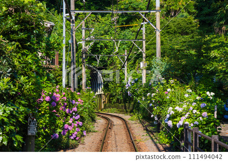 Popular railway line Enoshima Electric Railway (Enoden) and hydrangeas 111494042