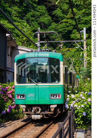 Popular railway line Enoshima Electric Railway (Enoden) and hydrangeas 111494043