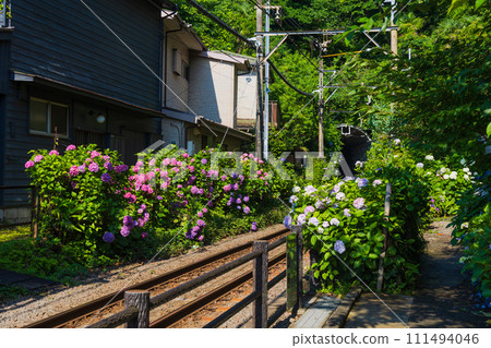 Popular railway line Enoshima Electric Railway (Enoden) and hydrangeas 111494046