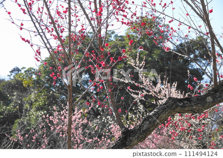 Plum blossom Plum blossom 111494124