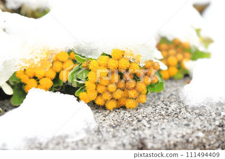 雪天的花壇(海葵花) 雪天的花壇(海葵花) 111494409