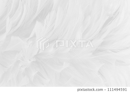 Beautiful white grey bird feathers pattern texture background. 111494591