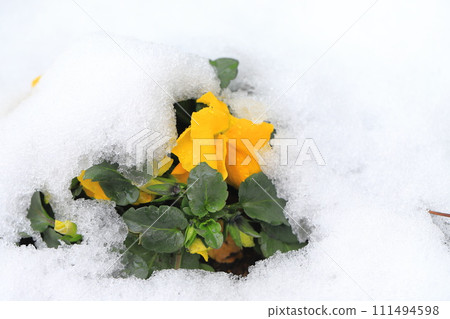 雪天的花壇(三色堇) 雪天的花壇(三色堇) 111494598
