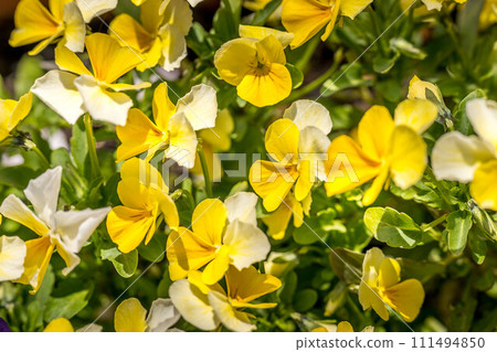 Pansy flowers bloom beautifully in the spring sunshine 111494850