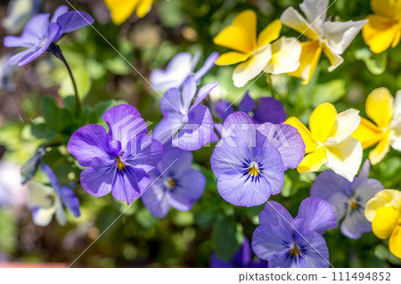 Pansy flowers bloom beautifully in the spring sunshine 111494852
