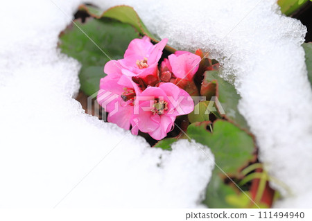 Flower bed on a snowy day (Himalayan saxifrage) Flower bed on a snowy day (Himalayan saxifrage) 111494940