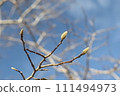 Young buds of spring kobusi 111494973