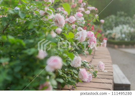 Photograph the beautiful roses at their peak bloom at Hirakata Park, which is open to the public. Photograph the beautiful roses at their peak bloom at Hirakata Park, which is open to the public. 111495280