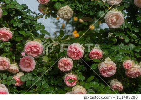 Photograph the beautiful roses at their peak bloom at Hirakata Park, which is open to the public. 111495290
