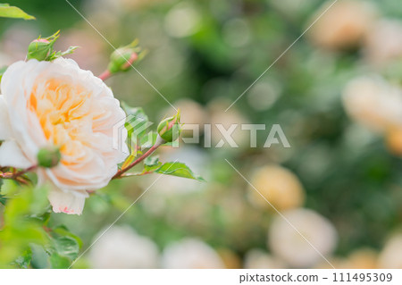 在向公眾開放的枚方公園拍攝盛開時美麗的玫瑰。 在向公眾開放的枚方公園拍攝盛開時美麗的玫瑰。 111495309