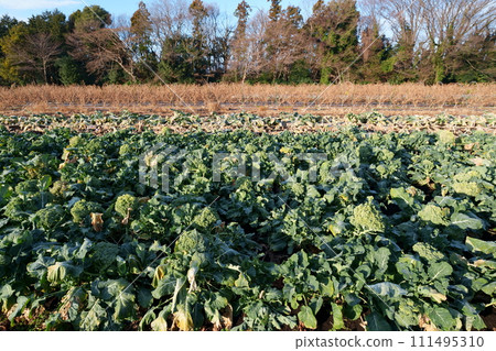 西蘭花種植 111495310