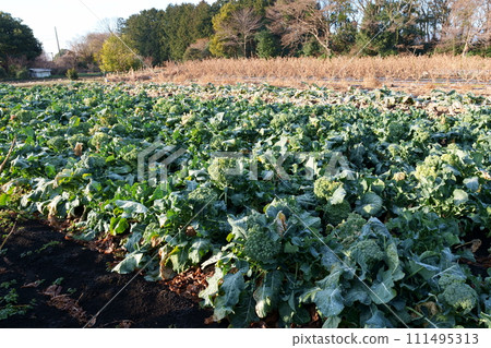 西蘭花種植 111495313