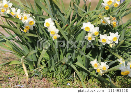 冬季花園裡盛開的白色水仙花 冬季花園裡盛開的白色水仙花 111495338
