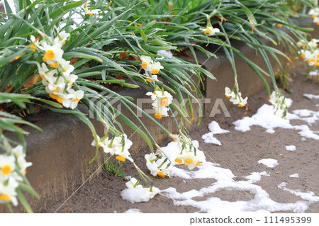 Daffodils fallen under the weight of snow Daffodils fallen under the weight of snow 111495399