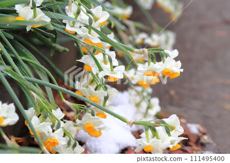 水仙花在雪的重壓下倒下 水仙花在雪的重壓下倒下 111495400