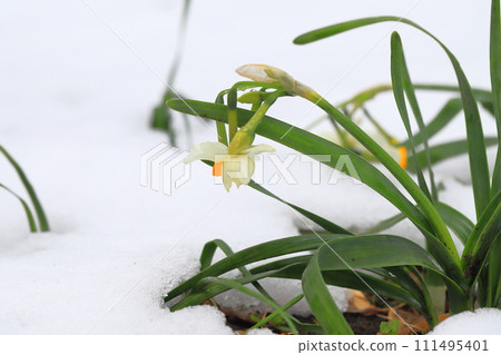 水仙花在雪的重壓下倒下 水仙花在雪的重壓下倒下 111495401
