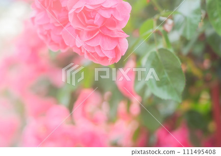 在向公眾開放的枚方公園拍攝盛開時美麗的玫瑰。 111495408