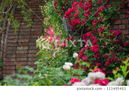 Photograph the beautiful roses at their peak bloom at Hirakata Park, which is open to the public. Photograph the beautiful roses at their peak bloom at Hirakata Park, which is open to the public. 111495481