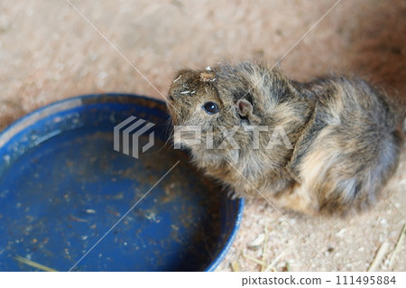 A guinea pig drinking water 111495884