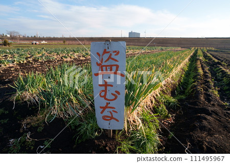 Cultivation of green onions 111495967