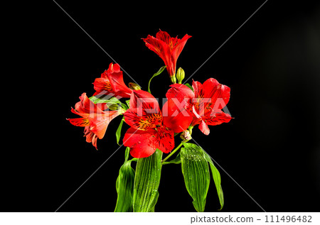 Red Alstroemeria flower on black background 111496482