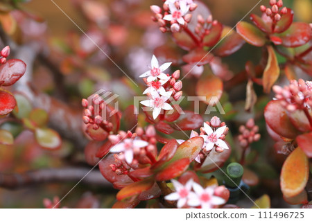 Benkei 或 Kanenonaruki 的花和花蕾 Benkei 或 Kanenonaruki 的花和花蕾 111496725