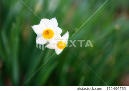水仙花花 水仙花花 111496763