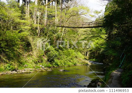 福井的Kazura Bridge 111496953