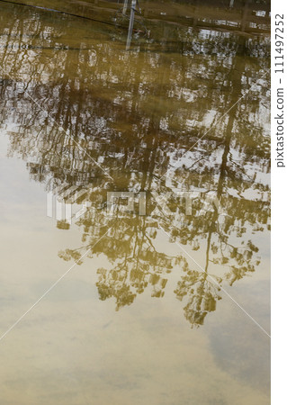 Trees reflected in the water surface and the winter season Trees reflected in the water surface and the winter season 111497252