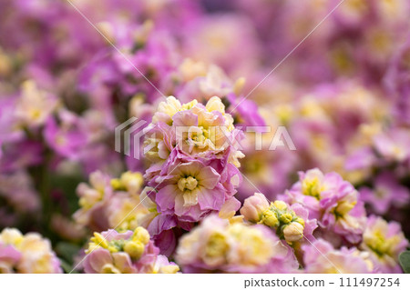 winter flower bed stock winter flower bed stock 111497254