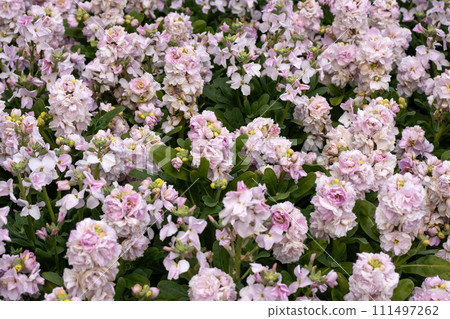 冬季花壇庫存 冬季花壇庫存 111497262