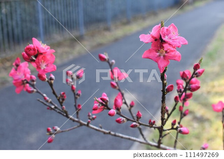 Hanamomo flowers and buds Hanamomo flowers and buds 111497269
