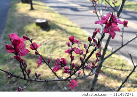 Hanamomo flowers and buds Hanamomo flowers and buds 111497271