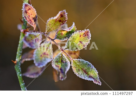 Frost and snow on branches. Beautiful winter seasonal  background. Photo of frozen nature. 111497297