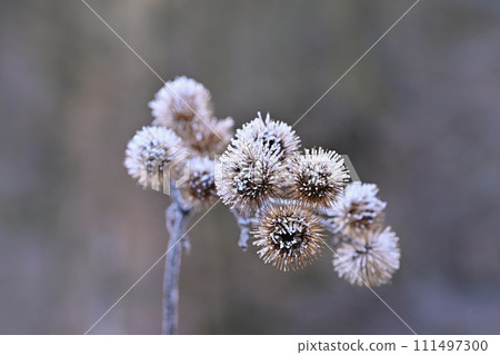 Frozen Onopordum acanthium .Frost on branches. Beautiful winter seasonal natural background. Frozen Onopordum acanthium .Frost on branches. Beautiful winter seasonal natural background. 111497300