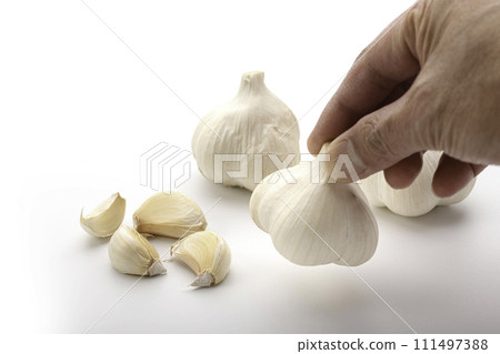 garlic white background garlic white background 111497388