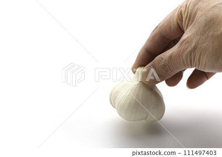 garlic white background garlic white background 111497403