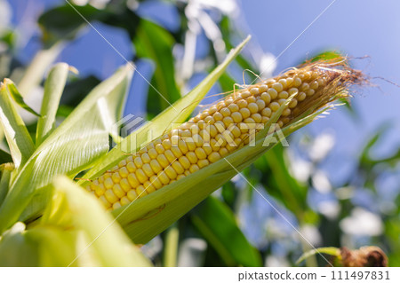 close-up corn on the field, the concept of growing corn close-up corn on the field, the concept of growing corn 111497831