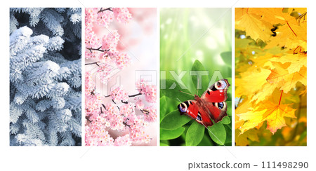 Four seasons of year. Set of vertical nature banners with winter, spring, summer and autumn scenes. Nature collage with seasonal scenics Four seasons of year. Set of vertical nature banners with winter, spring, summer and autumn scenes. Nature collage with seasonal scenics 111498290