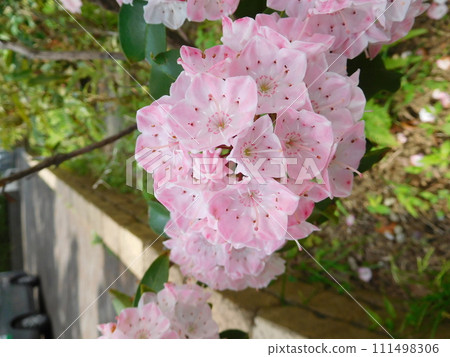 卡爾米爾的花朵 卡爾米爾的花朵 111498306