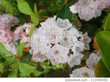 卡爾米爾的花朵 111498308