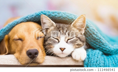 dog and cat sleeping together dog and cat sleeping together 111498541