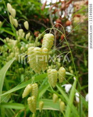 Madder beetle Madder beetle 111498698