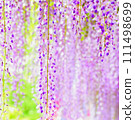 Refreshing and beautiful wisteria flowers 111498699