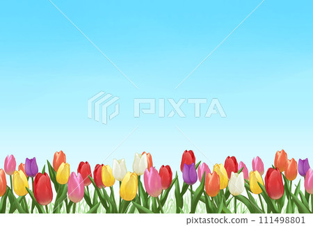 鬱金香和藍天背景 111498801
