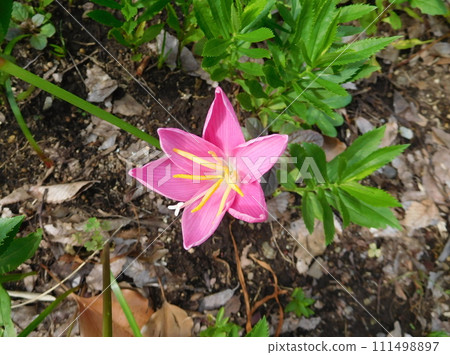 藏紅花開花 111498897